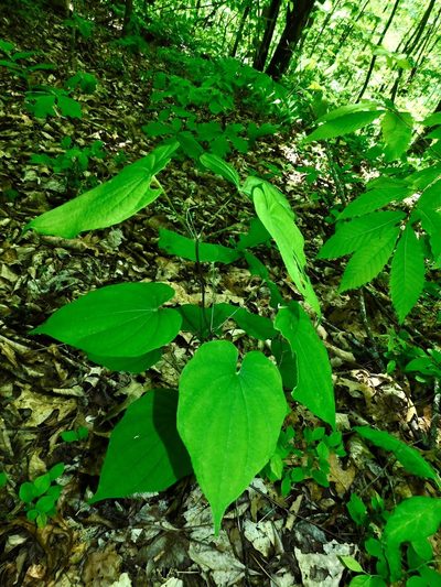 Dioscorea quaternata, photographed by Michael J. Papay