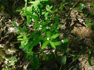 Euphorbia corollata, photographed by Michael J. Papay
