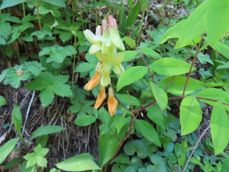 Lathyrus laevigatus, photographed by Robin Fokker