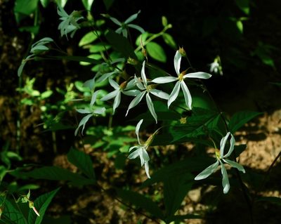 Gillenia trifoliata, photographed by Michael J. Papay