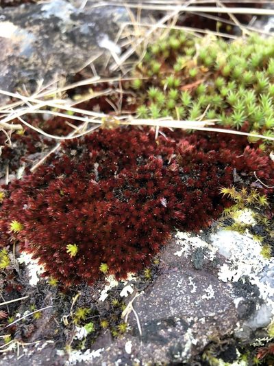 Imbribryum alpinum, photographed by hadynrmurray