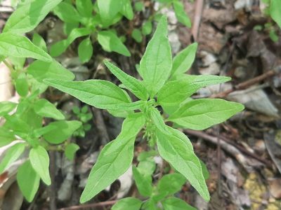 Parietaria pensylvanica, photographed by florawhite