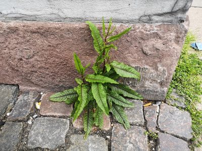 Rumex sanguineus, photographed by Jens-Christian Svenning