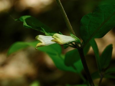 Melampyrum lineare, photographed by Michael J. Papay