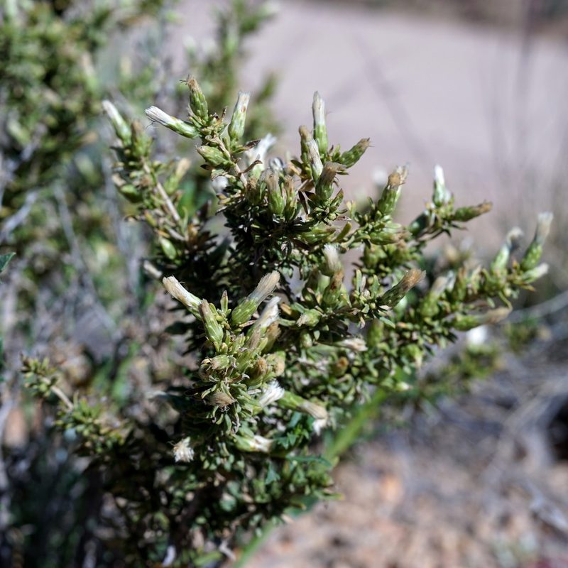 Baccharis pteronioides, photographed by Andrew Tree