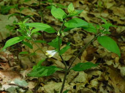 Melampyrum lineare, photographed by Michael J. Papay
