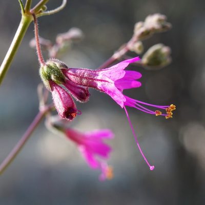 Mirabilis coccinea, photographed by Andrew Tree