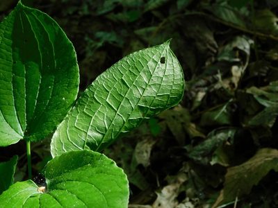 Smilax biltmoreana, photographed by Michael J. Papay