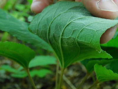 Smilax hugeri, photographed by Michael J. Papay