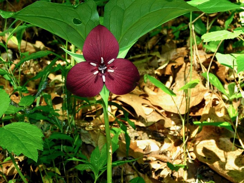 Trillium vaseyi, photographed by Michael J. Papay