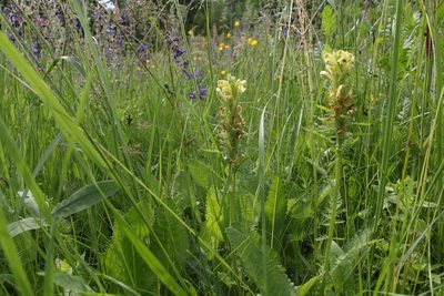 Pedicularis kaufmannii, photographed by Liubov Ilminska