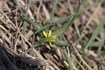 Gagea transversalis, photographed by Liubov Ilminska