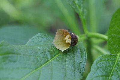 Scopolia carniolica, photographed by Liubov Ilminska