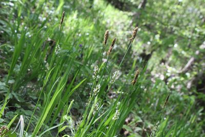 Carex pilosa, photographed by Liubov Ilminska
