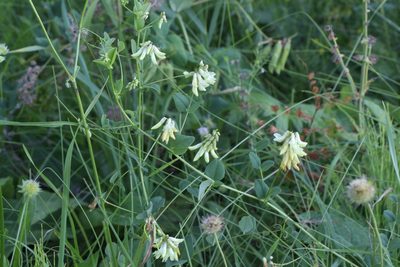 Vicia pisiformis, photographed by Liubov Ilminska