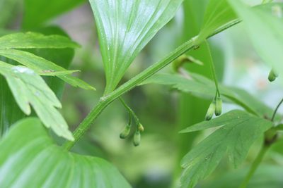 Polygonatum latifolium, photographed by Liubov Ilminska