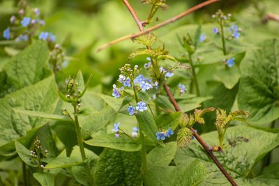 Brunnera sibirica, photographed by Михаил Малышев