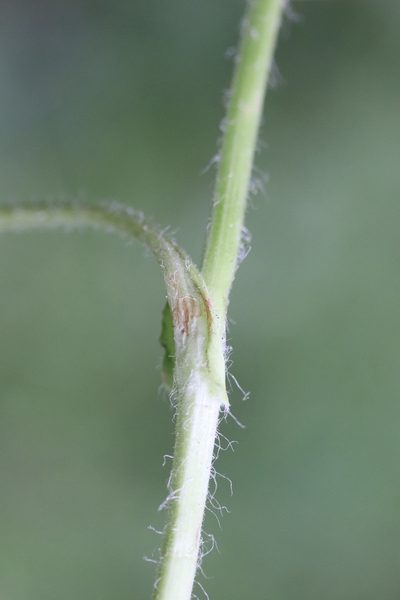 Doronicum plantagineum, photographed by Michel Langeveld