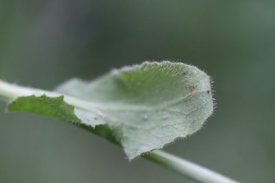 Doronicum plantagineum, photographed by Michel Langeveld