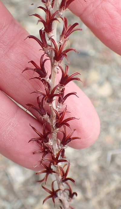 Adromischus cooperi, photographed by Nicola van Berkel