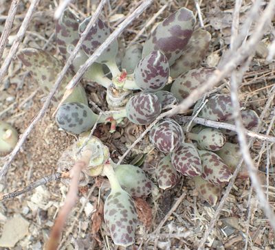 Adromischus cooperi, photographed by Nicola van Berkel