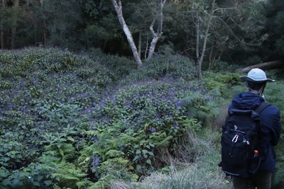Plectranthus ecklonii, photographed by Tony Rebelo