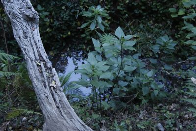 Ageratina adenophora, photographed by Tony Rebelo