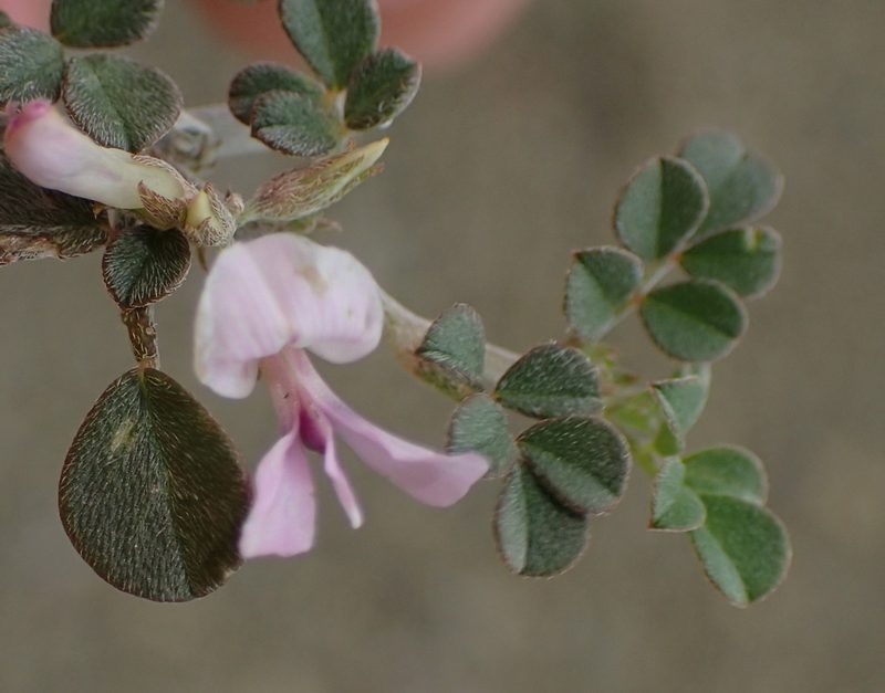 Indigastrum niveum, photographed by Nicola van Berkel