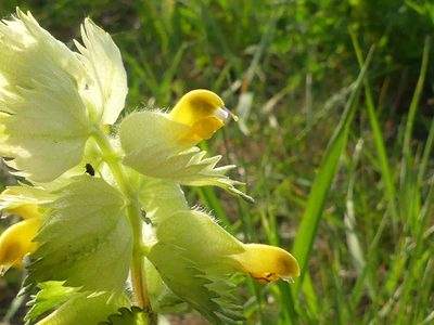 Rhinanthus alectorolophus, photographed by Elvira de Lange