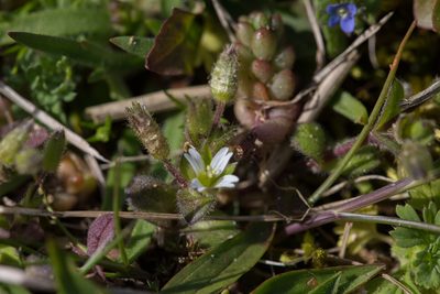 Cerastium diffusum, photographed by Tim Johnson