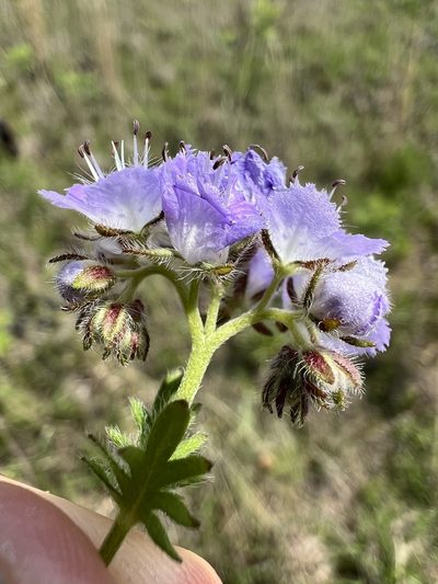 Phacelia gilioides, photographed by Nathan Aaron