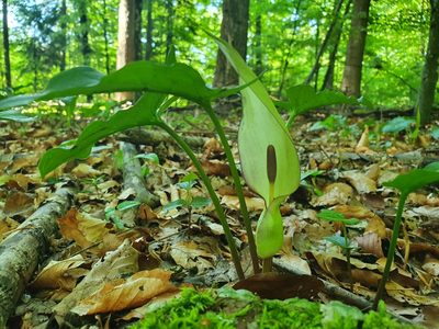 Arum maculatum, photographed by hecklemore