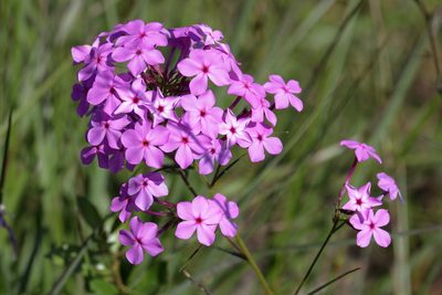 Phlox carolina, photographed by Lauren McLaurin