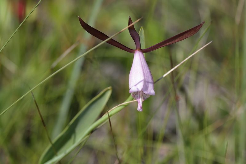 Cleistesiopsis oricamporum, photographed by Lauren McLaurin