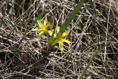 Gagea transversalis, photographed by Liubov Ilminska