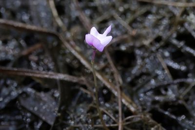 Utricularia purpurea, photographed by Lauren McLaurin