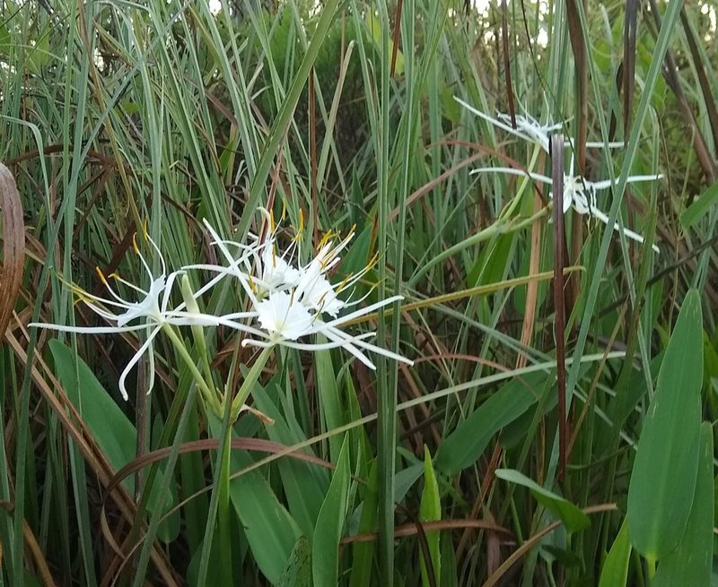 Hymenocallis choctawensis, photographed by Lauren McLaurin