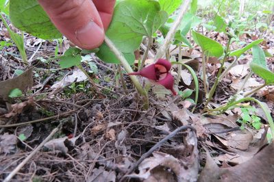 Asarum reflexum, photographed by Howard Williams