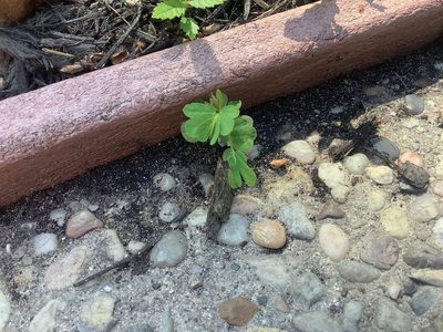 Phyllanthus urinaria, photographed by ALLIE BORGMEYER
