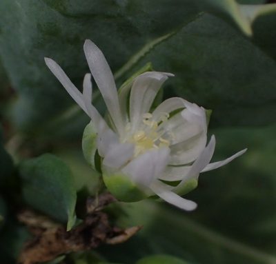 Corbichonia decumbens, photographed by Nicola van Berkel