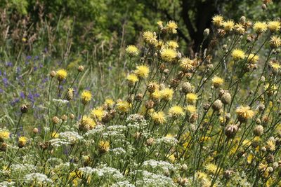 Centaurea orientalis, photographed by Liubov Ilminska