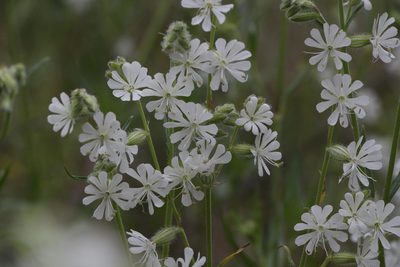 Silene dichotoma, photographed by Liubov Ilminska
