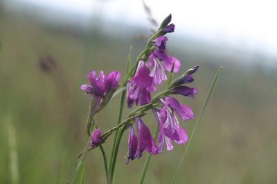 Gladiolus imbricatus, photographed by Liubov Ilminska
