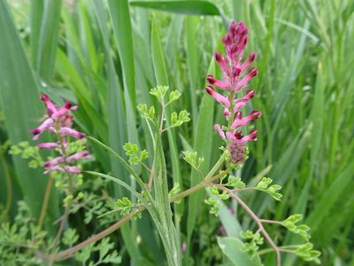Fumaria officinalis, photographed by Thomas Koffel