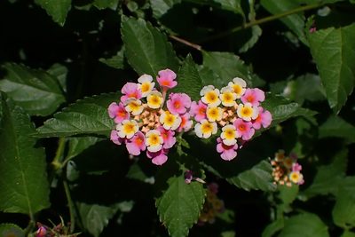 Lantana strigocamara, photographed by Mike Duran