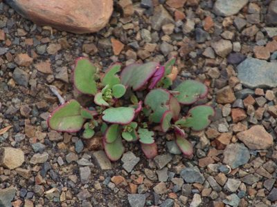Tetragonia echinata, photographed by Tony Rebelo