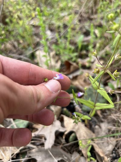 Collinsia violacea, photographed by Nathan Aaron