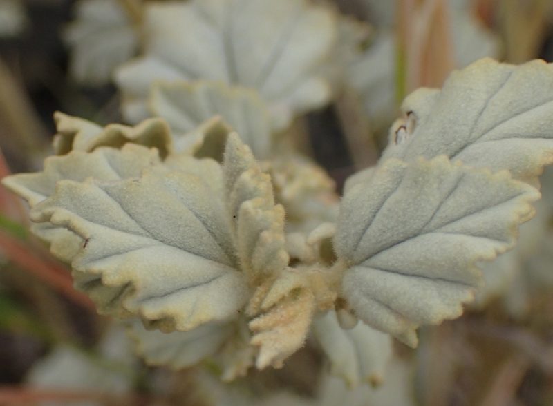 Hermannia vestita, photographed by Nicola van Berkel