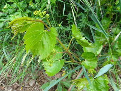 Vitis vinifera, photographed by Thomas Koffel
