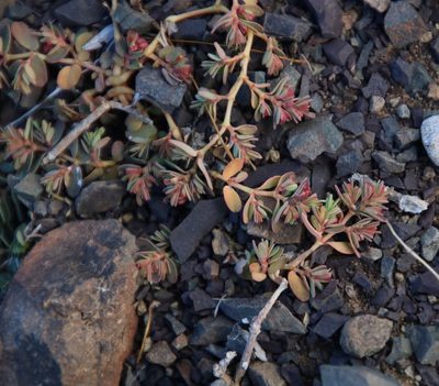 Euphorbia inaequilatera, photographed by Tony Rebelo